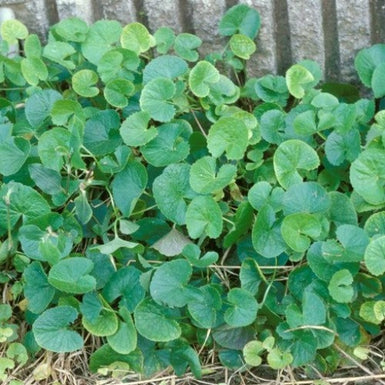 Pennywort