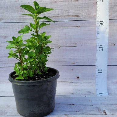 Perennial Basil