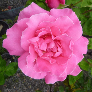 Perfume Delight