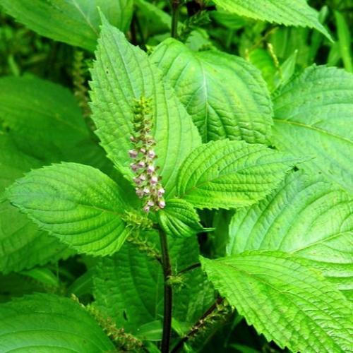 Perilla – Plants Direct Tas