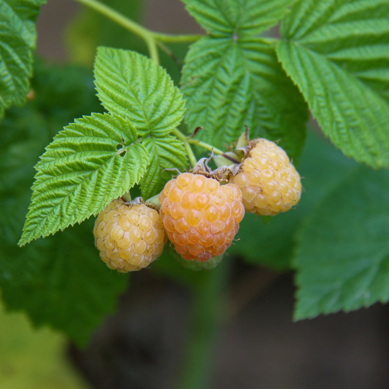 Raspberry – Phil's Gold (Yellow Raspberry)