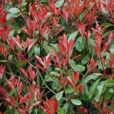 Photinia Red Robin
