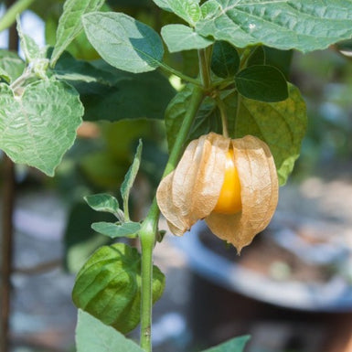 Pineapple Ground Cherry Delivered