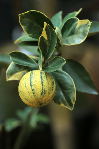 Pinky Variegated Lemon