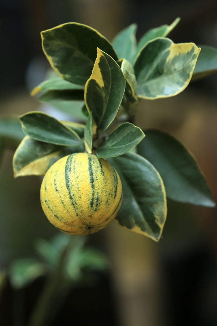 Pinky Variegated Lemon