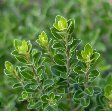 Pittosporum Stephen's Island