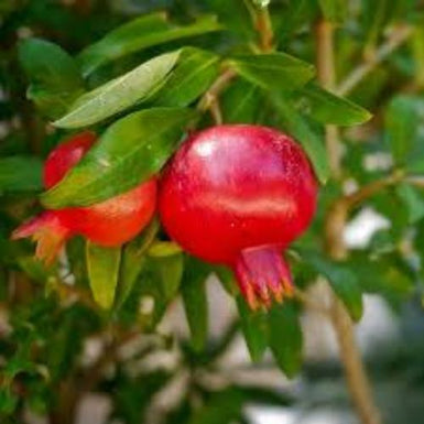 Pomegranate Angel Red