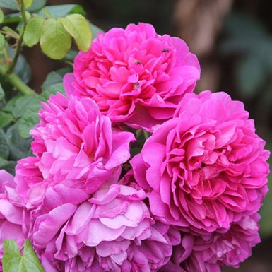Princess Anne
