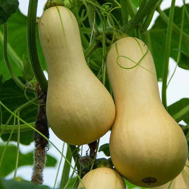Pumpkin Butternut