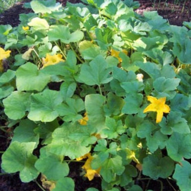 Pumpkin Butternut