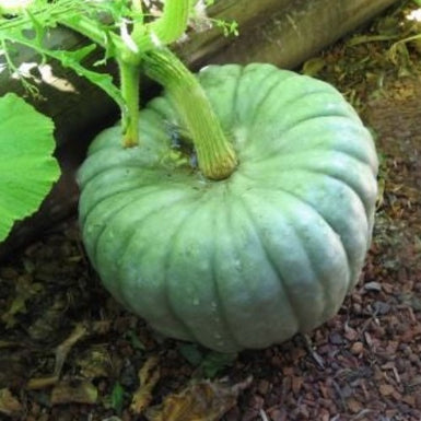 Pumpkin QLD Blue