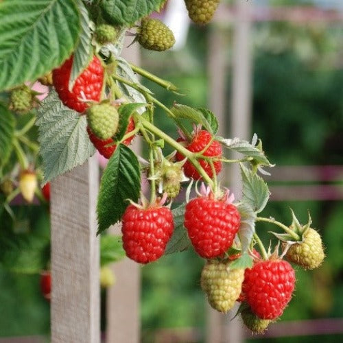Raspberry Coho – Plants Direct Tas