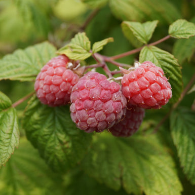 Raspberry Chilliwack *Available Mid September*