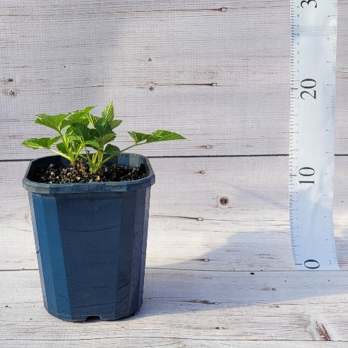 Raspberry Coho – Plants Direct Tas