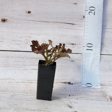 Lettuce Red Coral