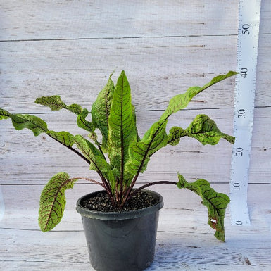 Red Veined Sorrel