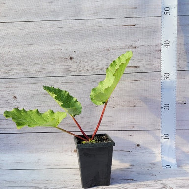 Rhubarb Crimson