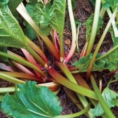 Rhubarb Victoria