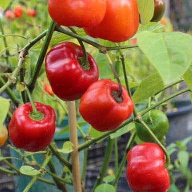 Chilli Rocoto Tree