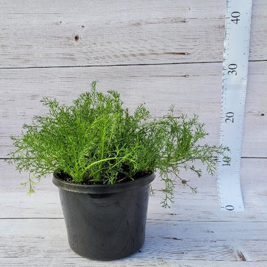 Roman Chamomile