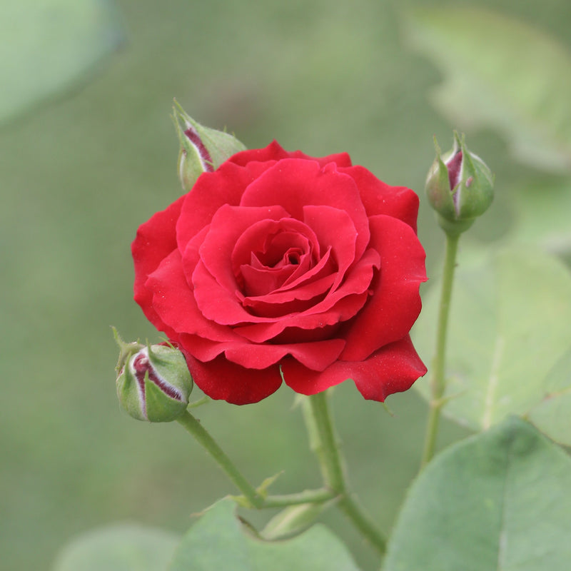 Rose Mona Lisa