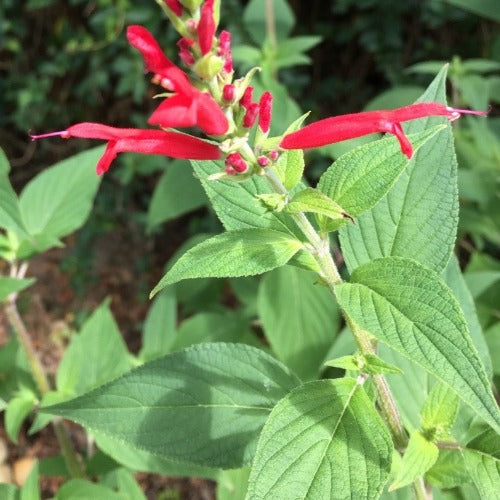 sage pineapple plant Pineapple Sage