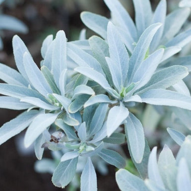 White Sage