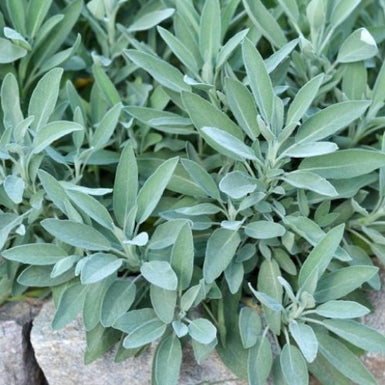 Sage