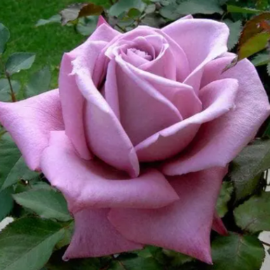 Rose Plum Crazy Delivered (Tasmania Only)