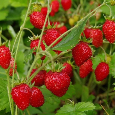 Strawberry Regina 10 Pack Delivered