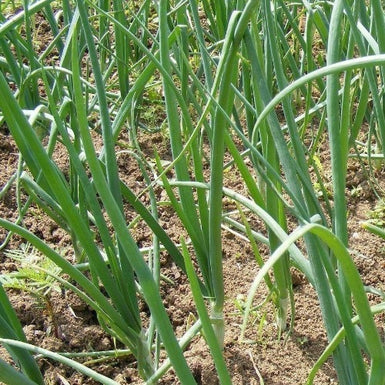 Shallot Onion Straight Leaf