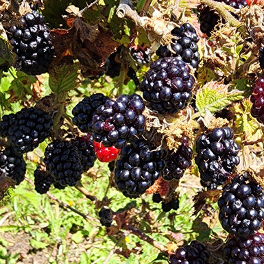 Silvanberry