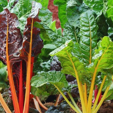 Silverbeet Rainbow Chard