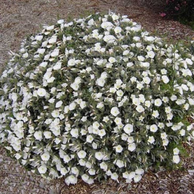 Silverbush