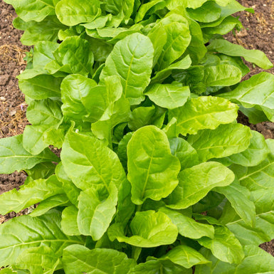 Perpetual Spinach