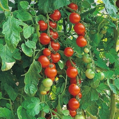 Tomato Sugar Snack