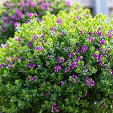 Sweet Pea Shrub