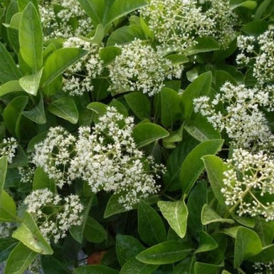 Sweet Viburnum