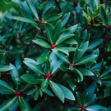 Tasmanian Pepperberry (Female)