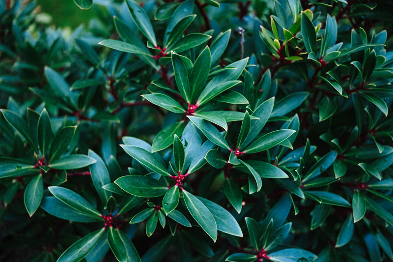 Tasmanian Pepperberry (Male)