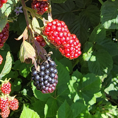 Tayberry