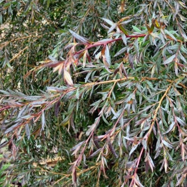 Tea Tree Copper Glow