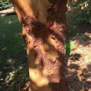 Texas Madrone