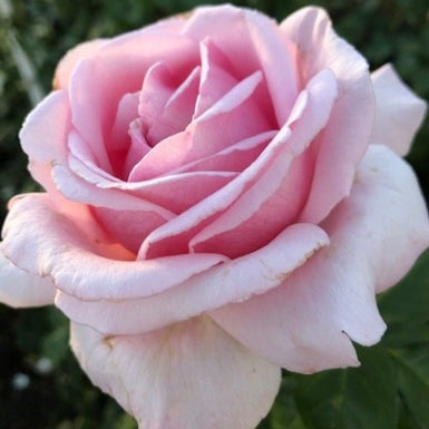 The Children’s Rose