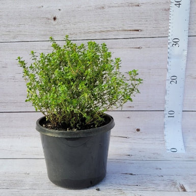 Thyme Tabor