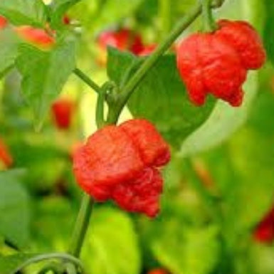 Chilli Trinidad Scorpion