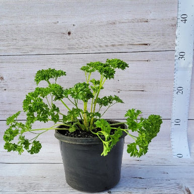 Parsley Triple Curl