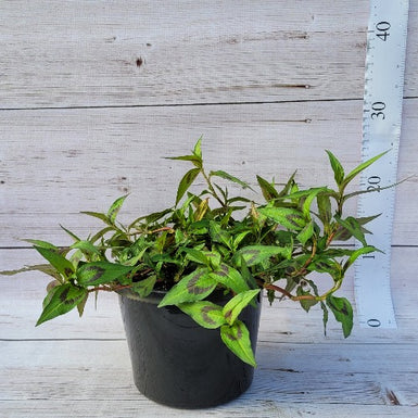 Vietnamese Mint