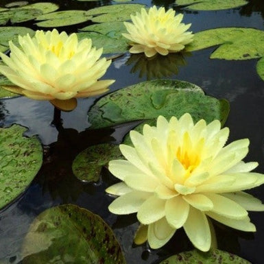 Water Lily Lemon
