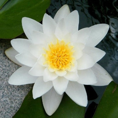 Water Lily White